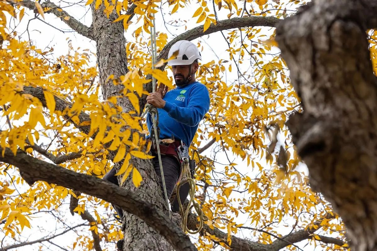 Skilled Tree Pruning crew working in Haysville